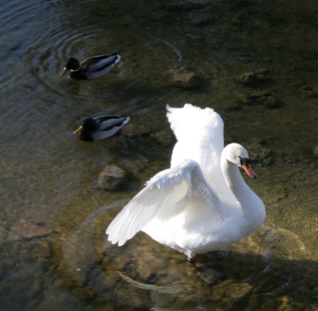 ������� � �������� (12 ����������)