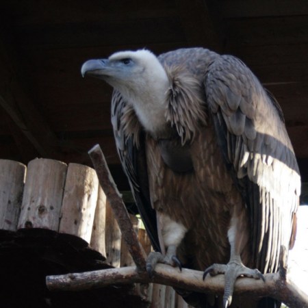 ������� � �������� (12 ����������)