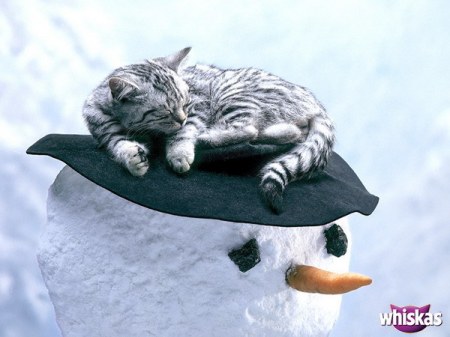 ������� whiskas (15 ����� �������)