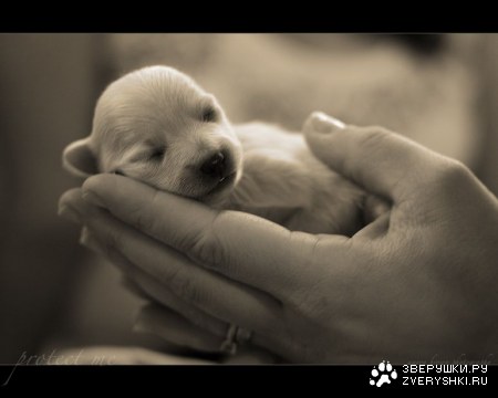 ������ �� ������� ;)