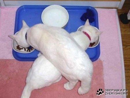 � ����� � ����� ������ �������