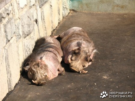 � ���������� ��������