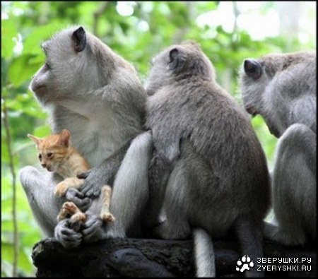 �������� � ������ (4 ����������)