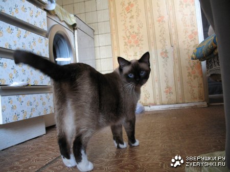 ���� ���������� (8 ����������)