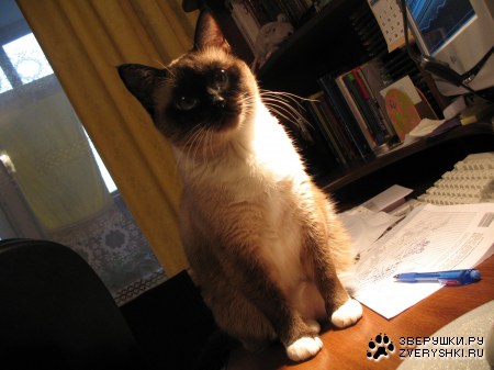 ���� ���������� (8 ����������)