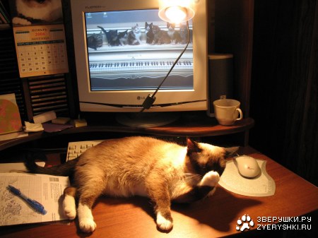 ���� ���������� (8 ����������)