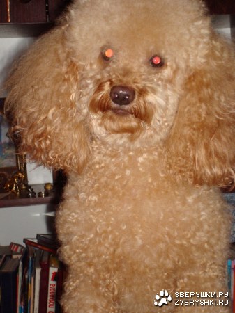 ����� � ���� (6 ����������)