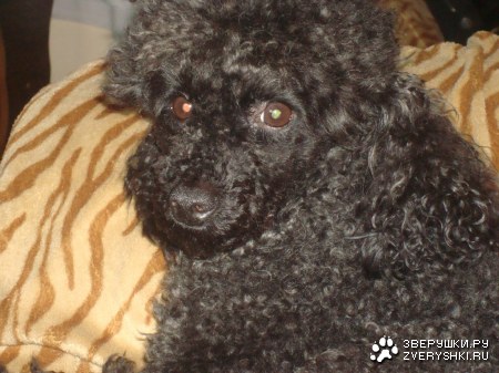 ����� � ���� (6 ����������)