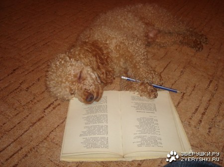 ����� � ���� (6 ����������)