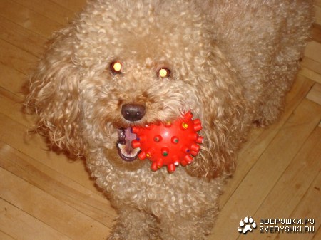 ����� � ���� (6 ����������)