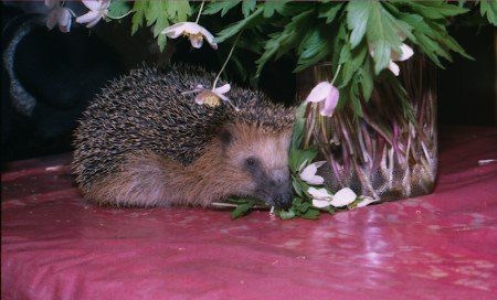 ����������� ���� :)