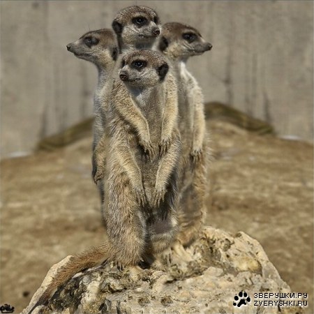 �� ������ ������ :)