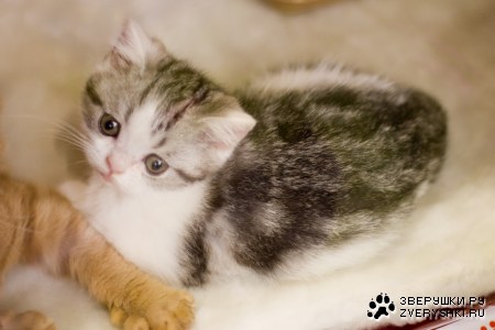 "�������-2008"