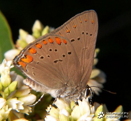 ������� (10 ����������)