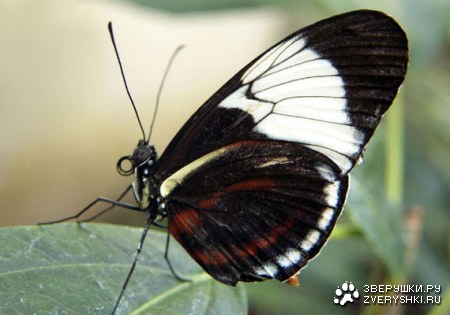 ������� (10 ����������)