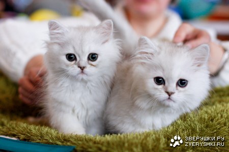 ��������� �������� ����� 2008