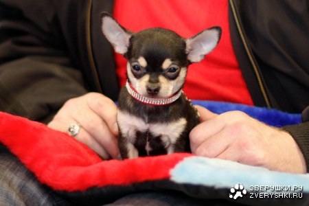 ������������� �������� ����� � ������� (����� I)