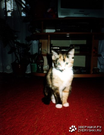 ������ - ������� ����� :)