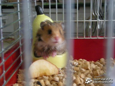 ��� ��������� :)