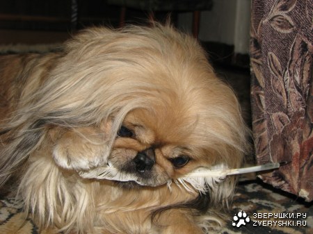 ����� �������� (5 ����������)