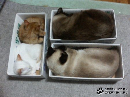 ����� ���... :)