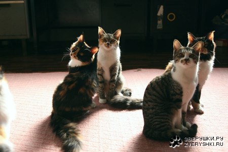 ���������� ��������� :)