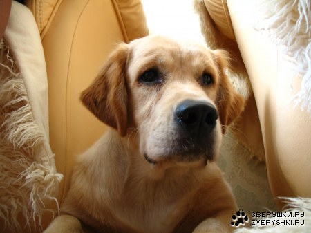 ���������� �������� (12 ����������)