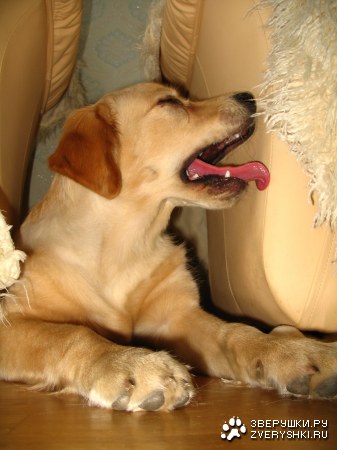 ���������� �������� (12 ����������)