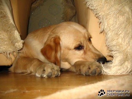 ���������� �������� (12 ����������)