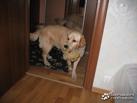 ���������� �������� (12 ����������)