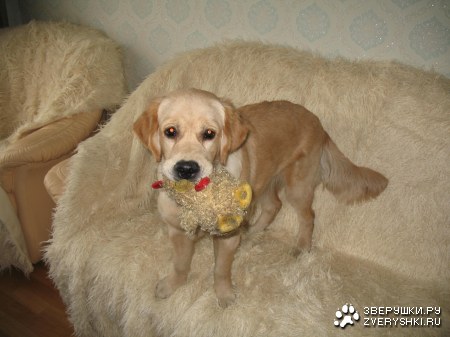 ���������� �������� (12 ����������)