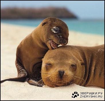 C �����... :)