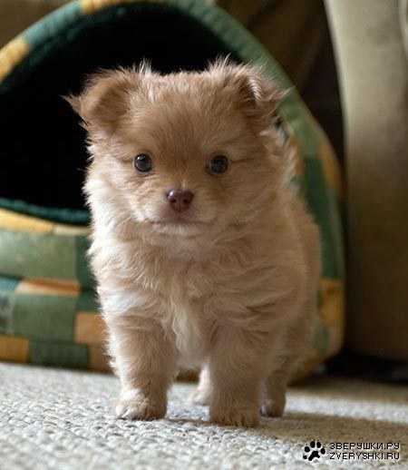 ������� :)