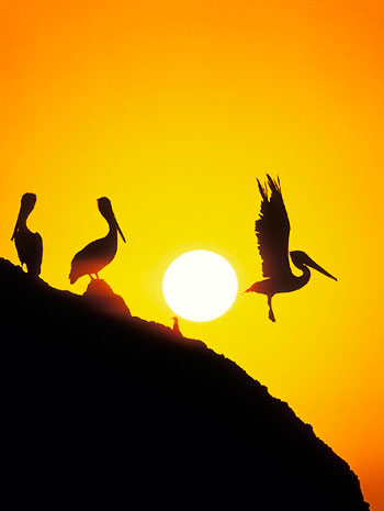 �������� ���������� �������� �� Ralph Clevenger