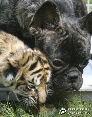 ����� ������, �� ��� ����� ������ (5 ����)