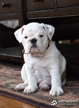 ��������� ���� :)