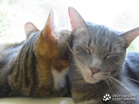 ��� ����� ��� ������ :)