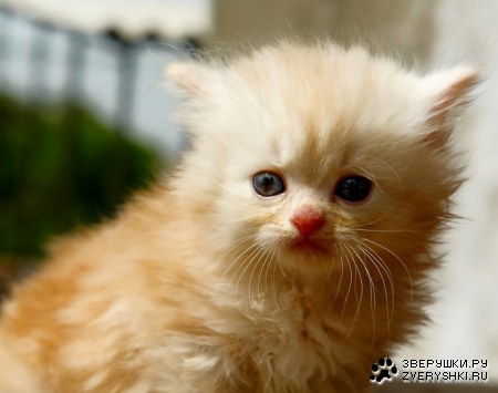 ����� �������� :)