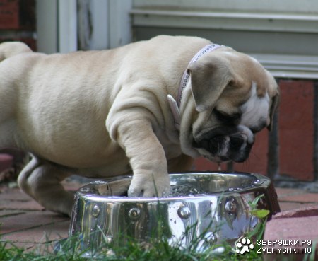 ������������� ����! :)