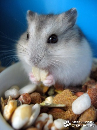 �������� ������� :)