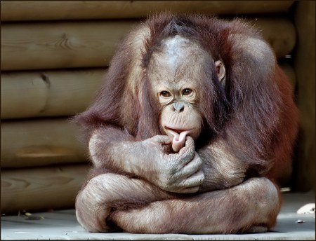 �������� �������� (6 ����������)