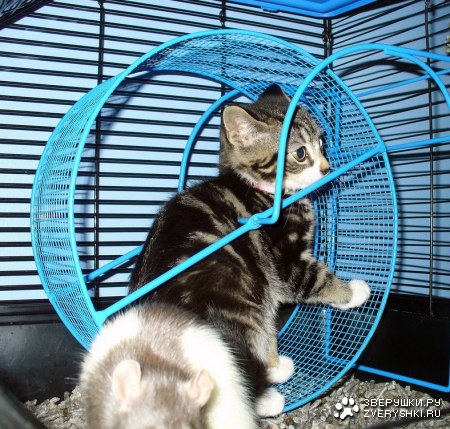 ���� ���� ��������! :)