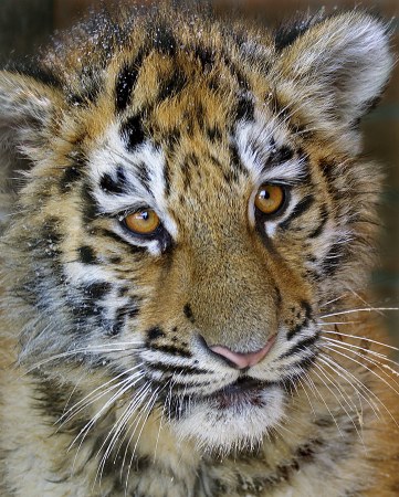 �������� ������� (10 ����������)