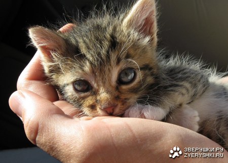 ���� ��� � ��� ������...