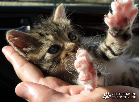 ���� ��� � ��� ������...