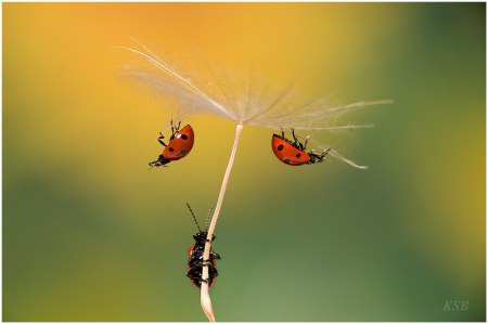 ����� ������� (5 �������� ����������)