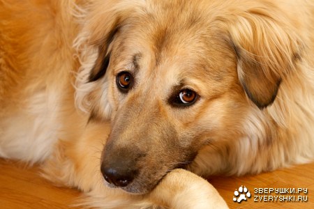 �������� �������� (7 ����������)