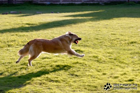 �������� �������� (7 ����������)