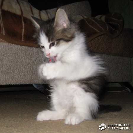 ������� ����� :)