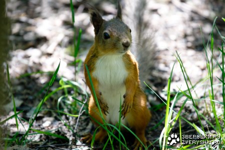 ������� (14 ����������)